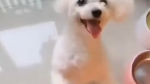 Funny Dog