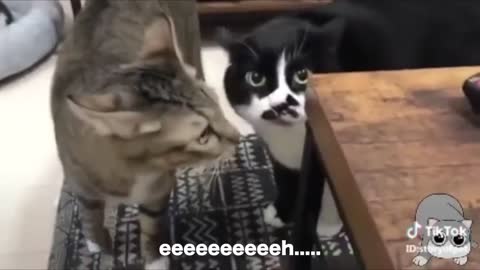 FUNNY CATS