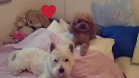 Westie and poodle love story