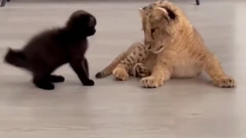 Kitten & lion cub adorably play with each other