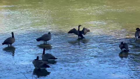 Cormorant hiding amongst Canada Geese 😊