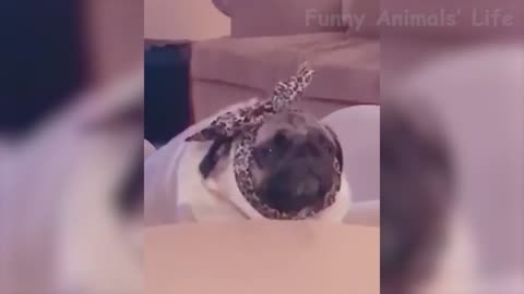 Cute Cats And Dogs That Will Make You Laugh 😂 - Funny Animal Compilation # 2021