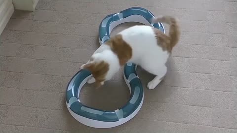 Cat Playing With Catit Design Senses Super Roller Circuit