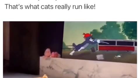 Life Imitates Art: Cat's Hilarious Tom and Jerry Moment