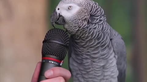The most famous parrot ever