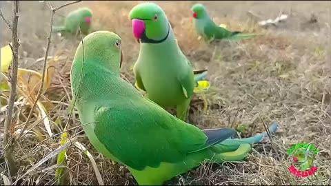 Funny Parrot Videos Compilation _ Parrot Talking