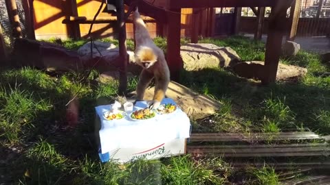 Cute Gibbons Playing & Climbing