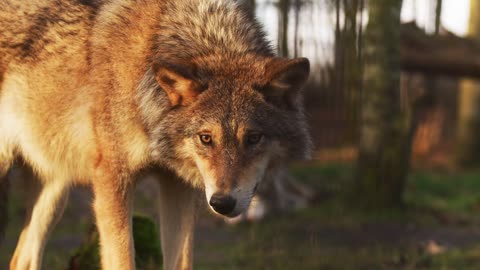 Wolf animal mammal free stock video. Free for use & download.