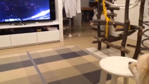 Funny Dog Watch TV and barking