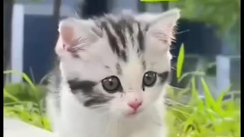 Super Cute Cat | Super Cute Kitten 2024😺 #cutecats #cats #cats2024 #trendingcats