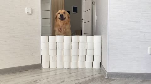 Golden Retriever & GSD Puppy React to The Toilet Paper