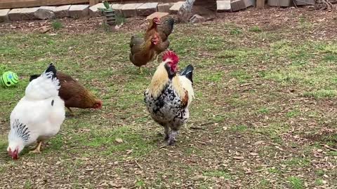 Rooster Protecting Flock