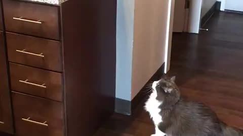 İnsistent Cat Tries to Jump over the Counter