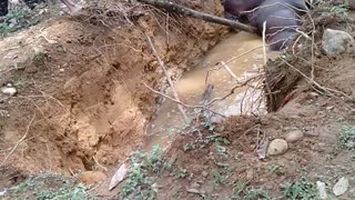 Rescuing a Water Buffalo From a Well
