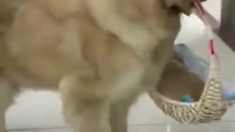 funny video/funny dogs #shorts