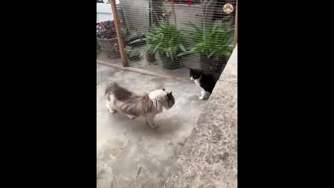 "Hilarious Cat and Dog Shenanigans: A Laugh Riot!"