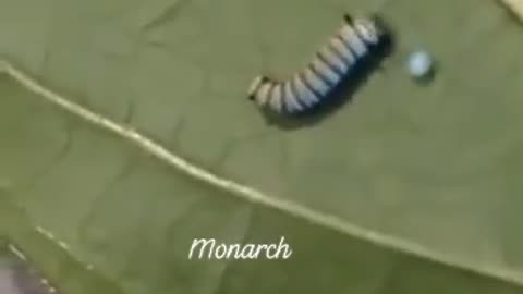 Monarch Butterfly Caterpillar