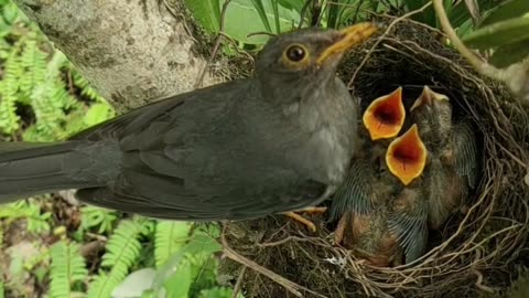 A Bird Feeding its Hatchlings