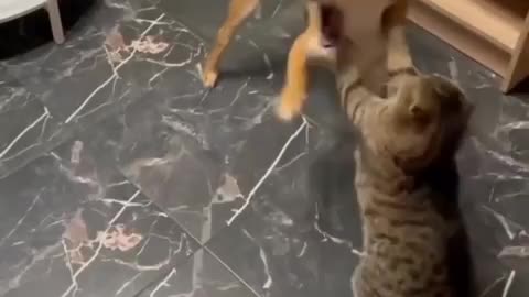 Dog vs🐕 cat 😺 fight 😲 funny animals video