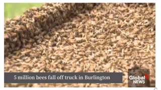 Load of 5 million bees falls off truck in Burlington, Ont., police issue warning