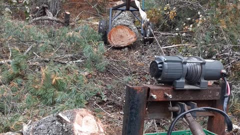 logging pine pt1