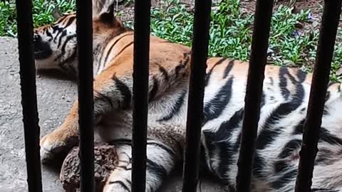 Bengal Tiger cub resting