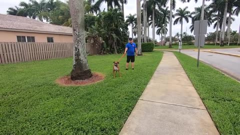 Dogs training session out of control BOXER meets big trainer