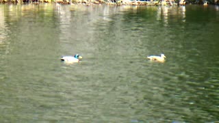 Ducks