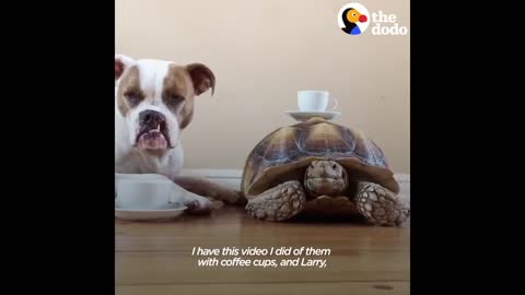 Dog befriend turtle