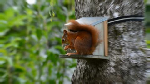 The best close up of a cute squirrel eating a Walnut in HD | nature buity