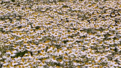 It's really super romantic to watch the wild chamomile