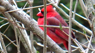 Cardinal