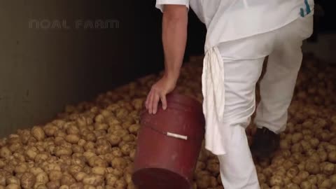 Potatoe farming