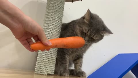 Can Cats Eat Carrots #6