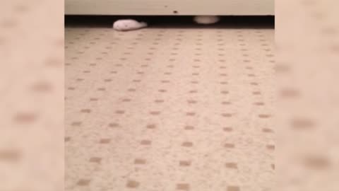 Hidden Cat Plays with Bottle Cap(720P_HD)