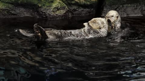 sea otters swimming in the sea