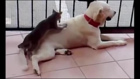 The funniest and most hilarious ANIMAL videos,animal comedy - Funny cat compilation Fun TIme