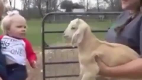 Little girl imitating a goat ! very funny and sweet !