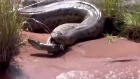 Large python in the stomach of the larger snake