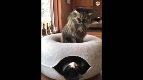 Best New Funny Animals 😂 Funniest Cats and Dogs Videos