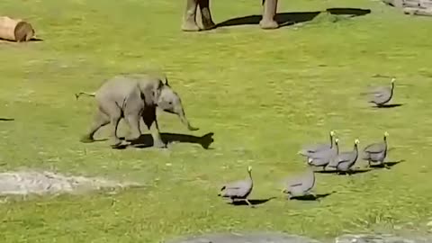 Animal are enjoying 🦖🐇🐁🐈 #animalslover #eliphants #brids #doglover #catlover