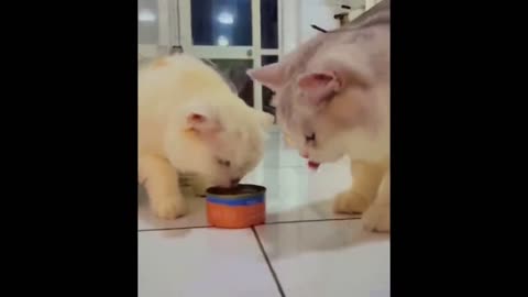 Cute Cats😻