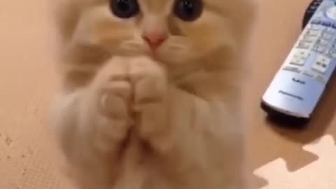 "Get Ready to Laugh: Hilarious Cat Videos That Will Brighten Your Day"