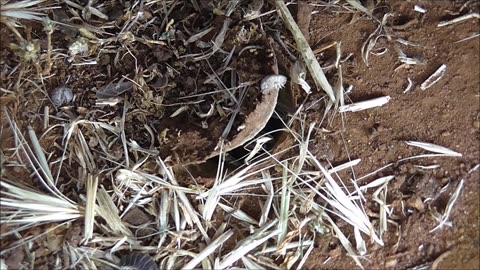 Trapdoor Spider Knows What It Wants