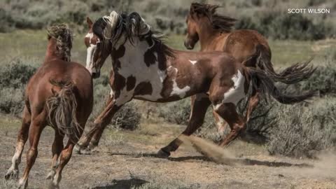 The life and legend of America's most famous wild horse