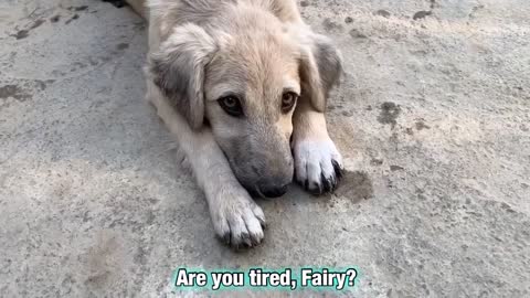 Today we gave them clean drinking water from a well.💦 Watch Fairy reaction after seeing water.🤣❣️