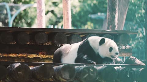 The shaking giant panda