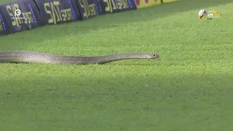 Snake 🐍 Join LPL Match || Brilliant Seen 🤣