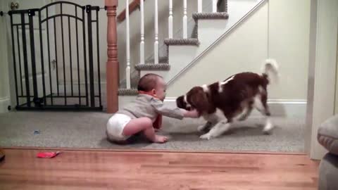 Adorable laughing baby and Cavalier King Charles playing game