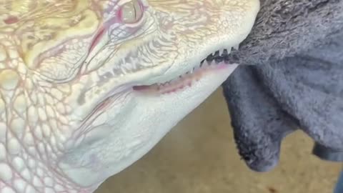When your albino alligator decides tug-of-war sounds like a great idea 😂